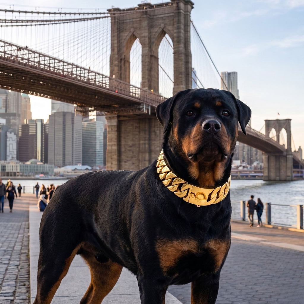 Luxury Stainless Steel Dog Chain Collar – Gold & Silver for Large Dogs