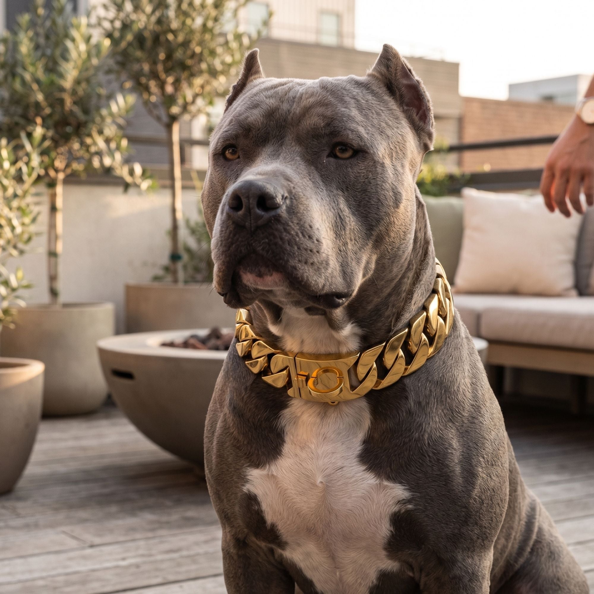 Luxury Stainless Steel Dog Chain Collar – Gold & Silver for Large Dogs